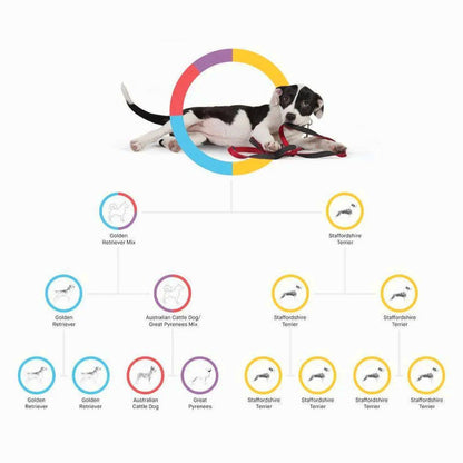 Embark Dog DNA Test Breed Identification Kit